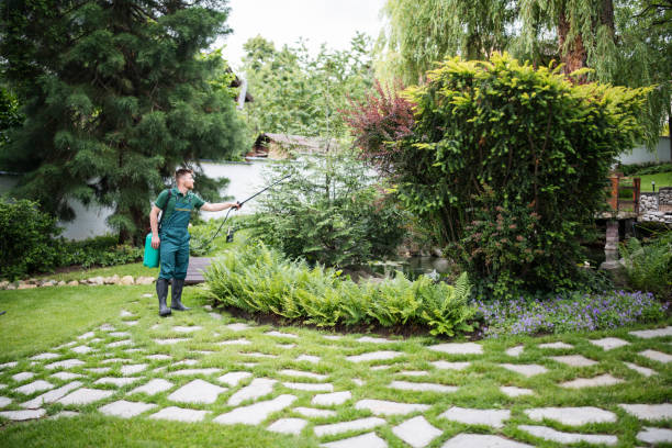Lawn Drainage Solutions in Pearland, TX