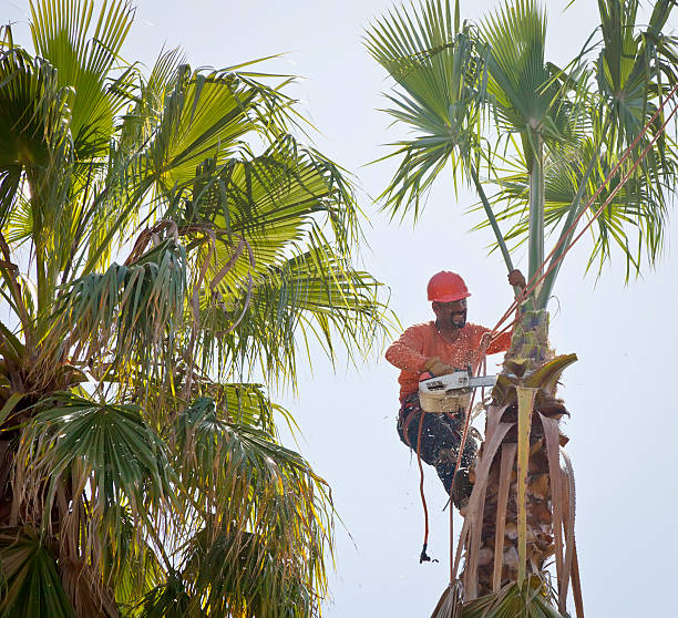 Pearland, TX Tree Services Company