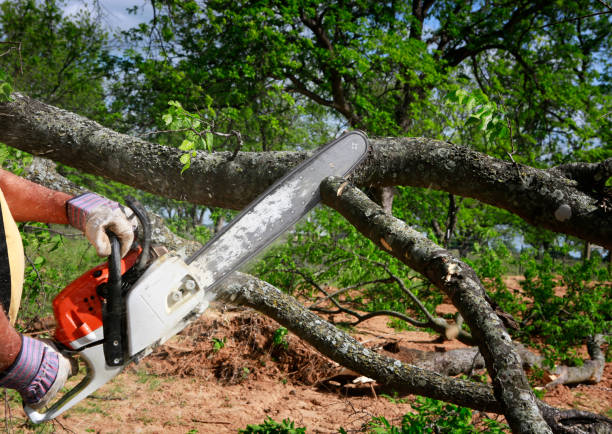 Best Organic Lawn Care Solutions  in Pearland, TX