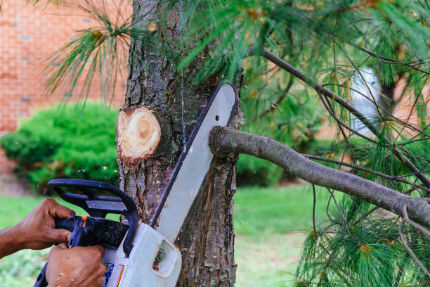 Best Lawn Maintenance Plans  in Pearland, TX